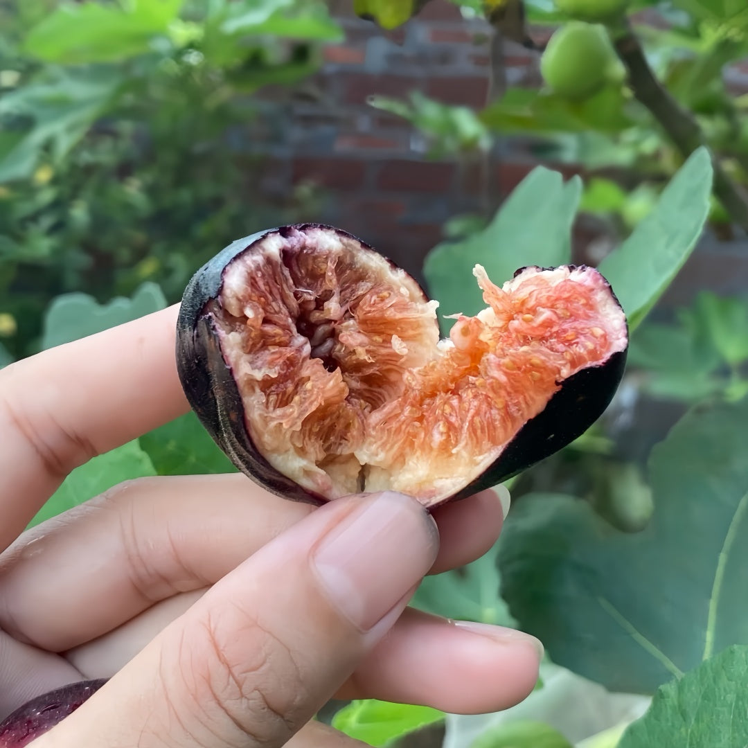 Violette de Bordeaux fig with purple-black skin and sweet red flesh
