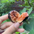 Violette de Bordeaux fig with purple-black skin and sweet red flesh