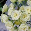 Wedding X-pression rose plant with strong stems and disease resistance
