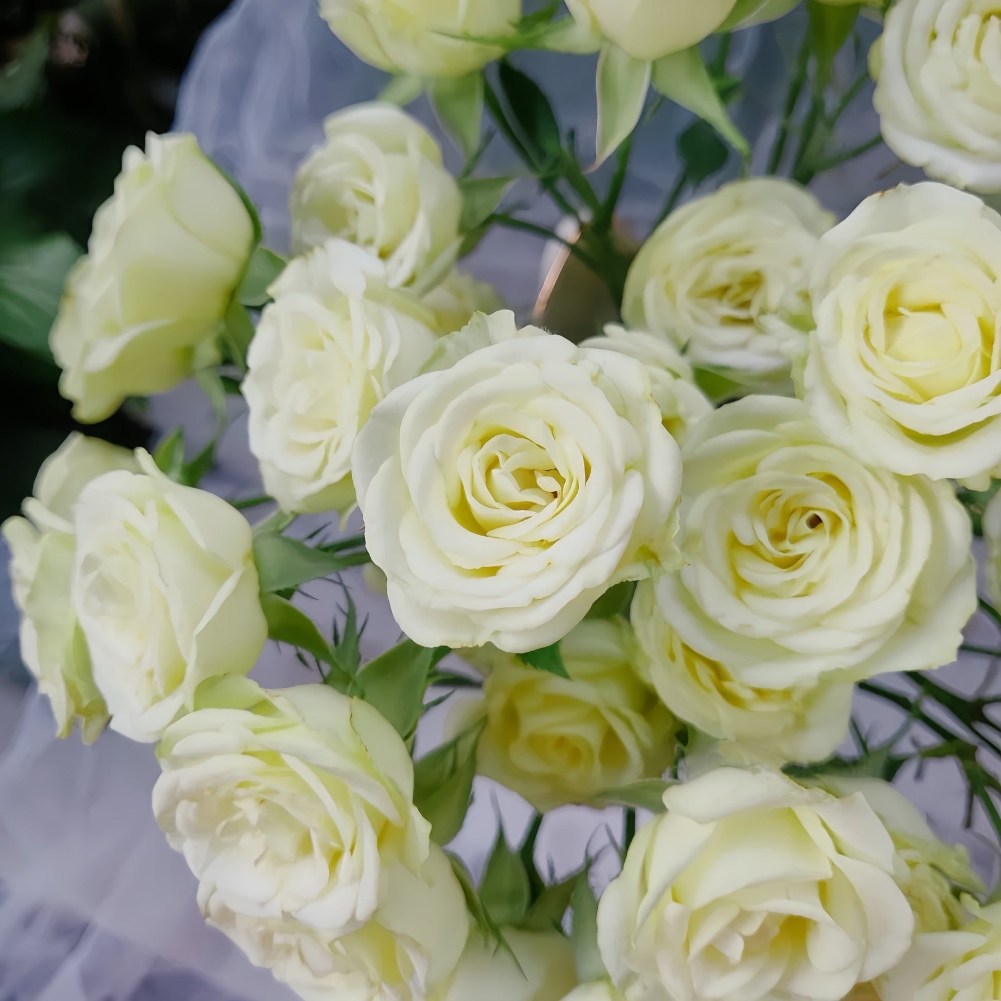 Wedding X-pression rose plant with strong stems and disease resistance