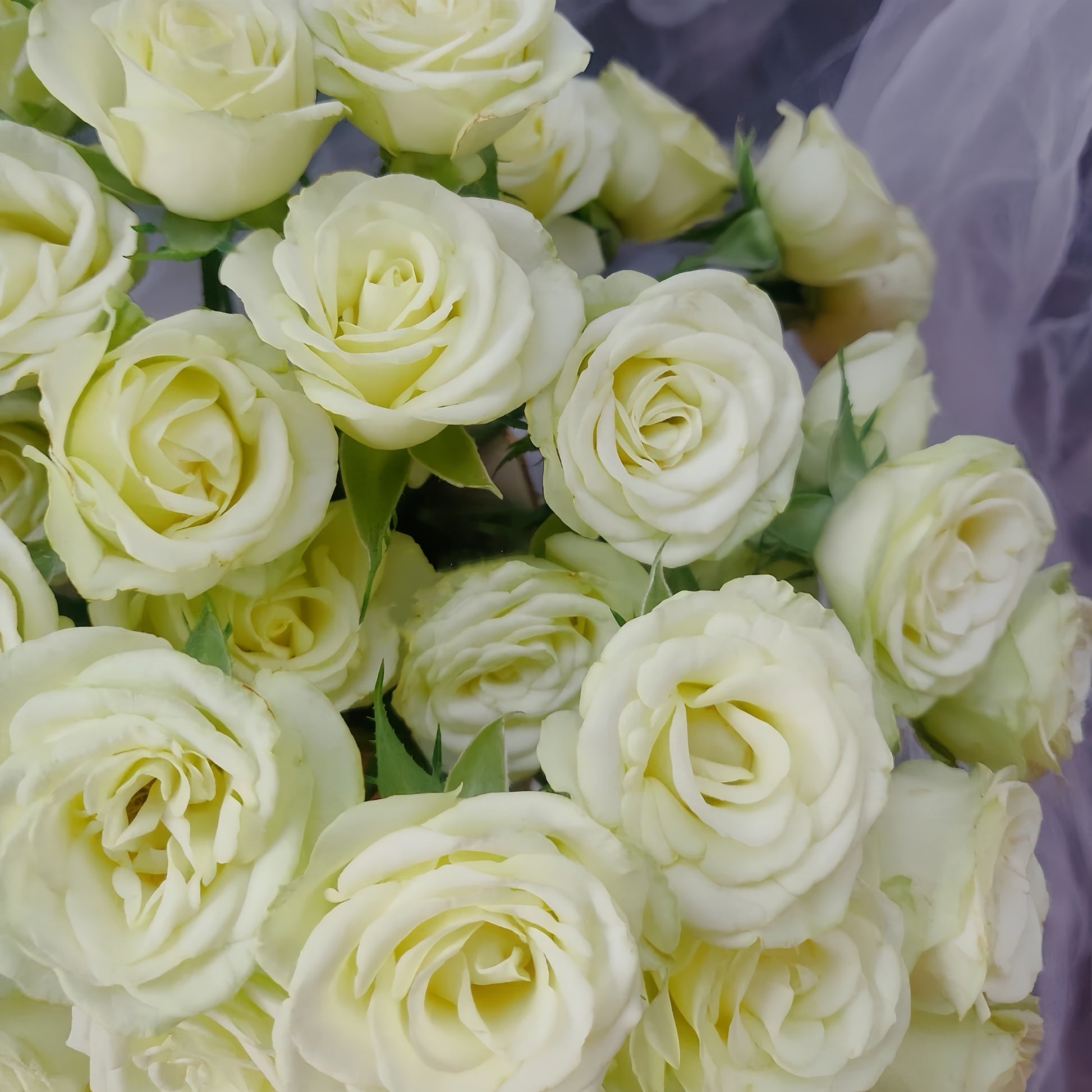 Wedding X-pression rose plant with strong stems and disease resistance