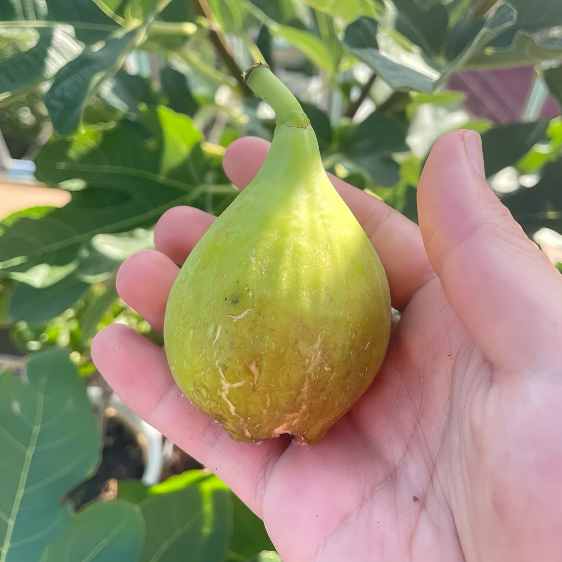 Ripe White Adriatic Fig Tree fruits showing green skin and red flesh.
