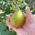 Ripe White Adriatic Fig Tree fruits showing green skin and red flesh.