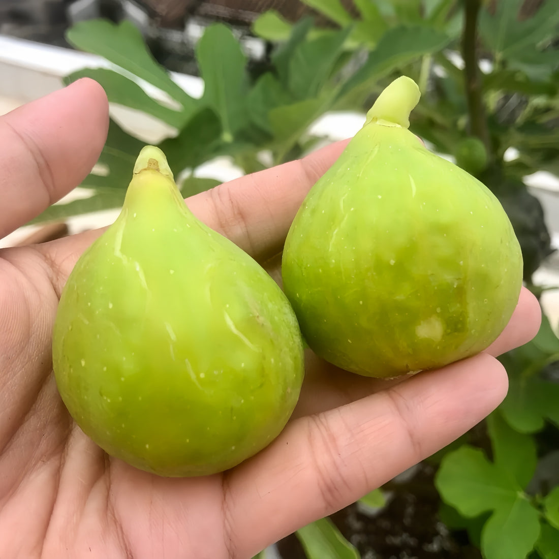Ripe White Adriatic Fig Tree fruits showing green skin and red flesh.