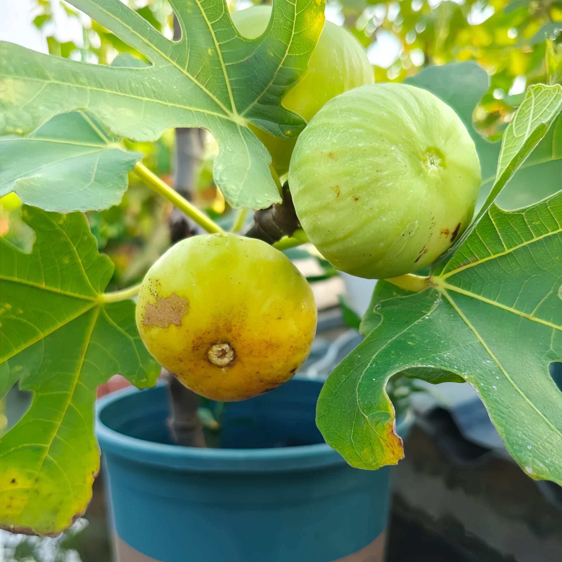 White Adriatic Fig Tree growing in full sun with clusters of ripening figs.