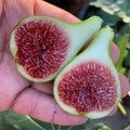 White Adriatic Fig Tree growing in full sun with clusters of ripening figs.