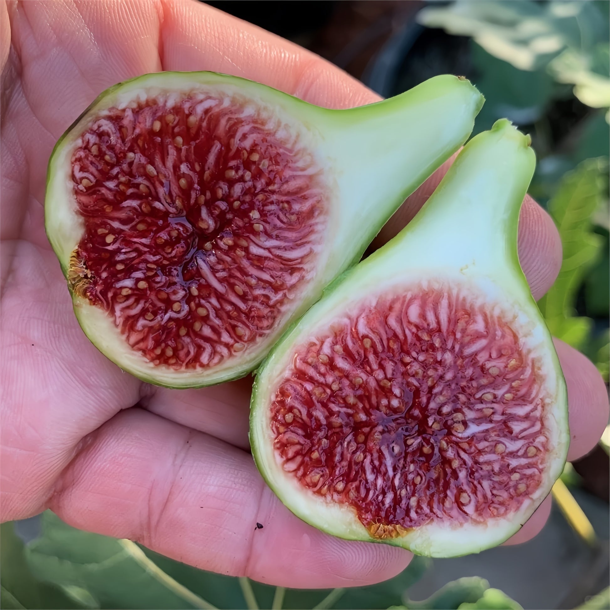 White Adriatic Fig Tree growing in full sun with clusters of ripening figs.