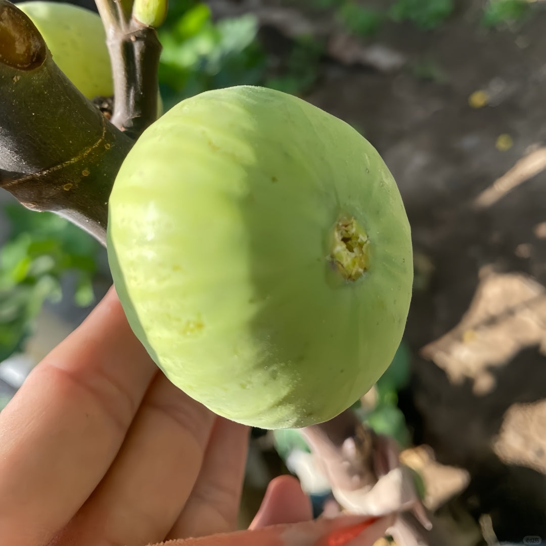 White Fig Tree with pale green figs and purple flesh ripening under full sun.