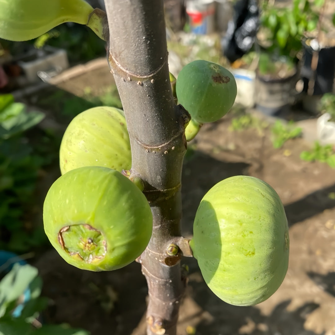 White Fig Tree with pale green figs and purple flesh ripening under full sun.
