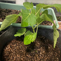 White Fig Tree with pale green figs and purple flesh ripening under full sun.