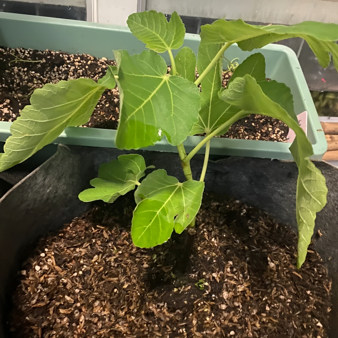 White Fig Tree with pale green figs and purple flesh ripening under full sun.