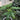 White Fig Tree Sweet fig tree with ripe sweet figs