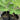 White Fig Tree Sweet showing dark fruit and red flesh