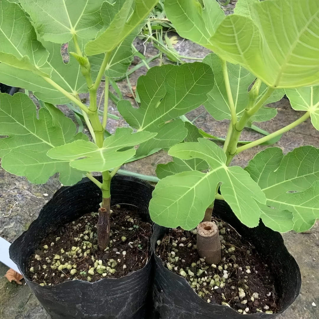 Close-up of White Honey figs showing juicy purple interior and floral sweetness.