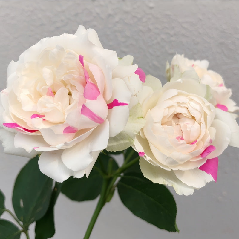 White Peach Strawberry Rose