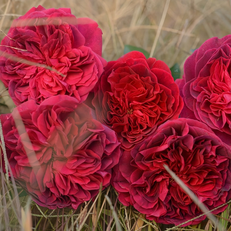 William Shakespeare Rose