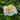 Yao Huang Peony bloom – pale yellow crown-form flower with purple basal flares on a tall upright shrub.
