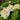 Yao Huang Peony bloom – pale yellow crown-form flower with purple basal flares on a tall upright shrub.