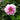 Yu Lou Chun Peony – soft pink-white double bloom with lilac-edged petals in classic Jiangnan garden style.