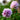 Yu Lou Chun Peony – soft pink-white double bloom with lilac-edged petals in classic Jiangnan garden style.