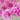 Yu Lou Chun Peony – soft pink-white double bloom with lilac-edged petals in classic Jiangnan garden style.