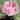 Yu Lou Chun Peony – soft pink-white double bloom with lilac-edged petals in classic Jiangnan garden style.