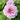 Yu Lou Chun Peony – soft pink-white double bloom with lilac-edged petals in classic Jiangnan garden style.