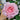 Yunshu Rose Plant garden rose with elegant blooms