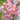 Yunshu Rose Plant close-up of densely petaled flower