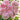 Yunshu Rose Plant shrub rose flowering in a sunny border