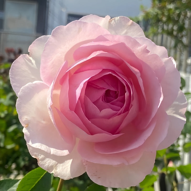 Yves No. 4 Rose(Four Degrees of Fragrance) Plant