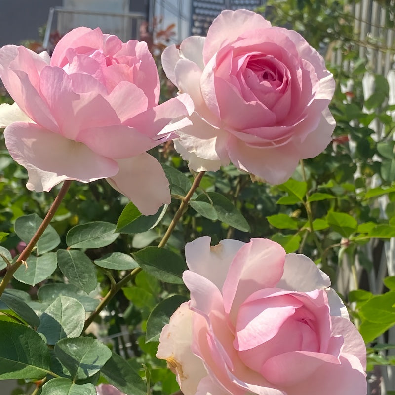 Yves No. 4 Rose(Four Degrees of Fragrance) Plant