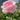 Yves No. 4 Rose(Four Degrees of Fragrance) Plant garden rose with elegant blooms