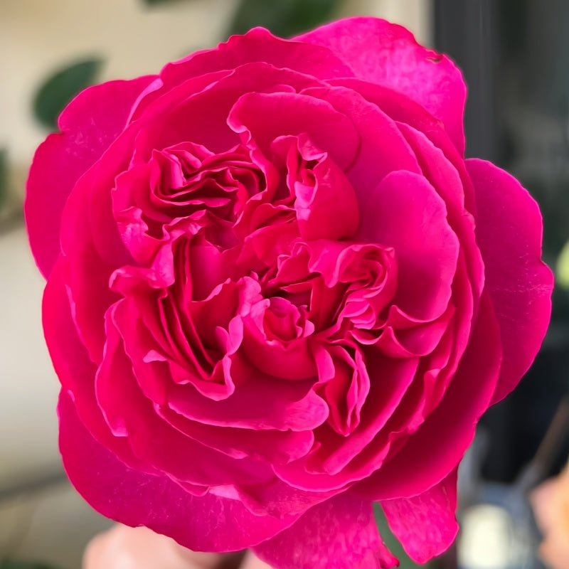 Yves Passion Rose