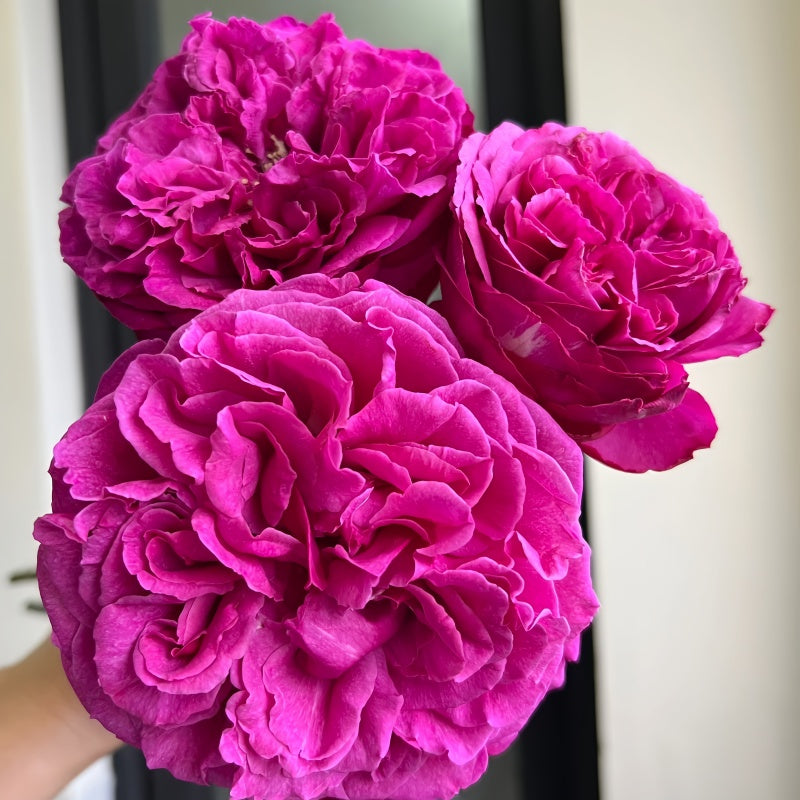 Yves Passion Rose