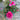 Potted Yves Piaget hybrid tea rose full blooming raspberry fragrant garden shrub
