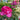 Potted Yves Piaget hybrid tea rose full blooming raspberry fragrant garden shrub