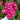 Potted Yves Piaget hybrid tea rose full blooming raspberry fragrant garden shrub
