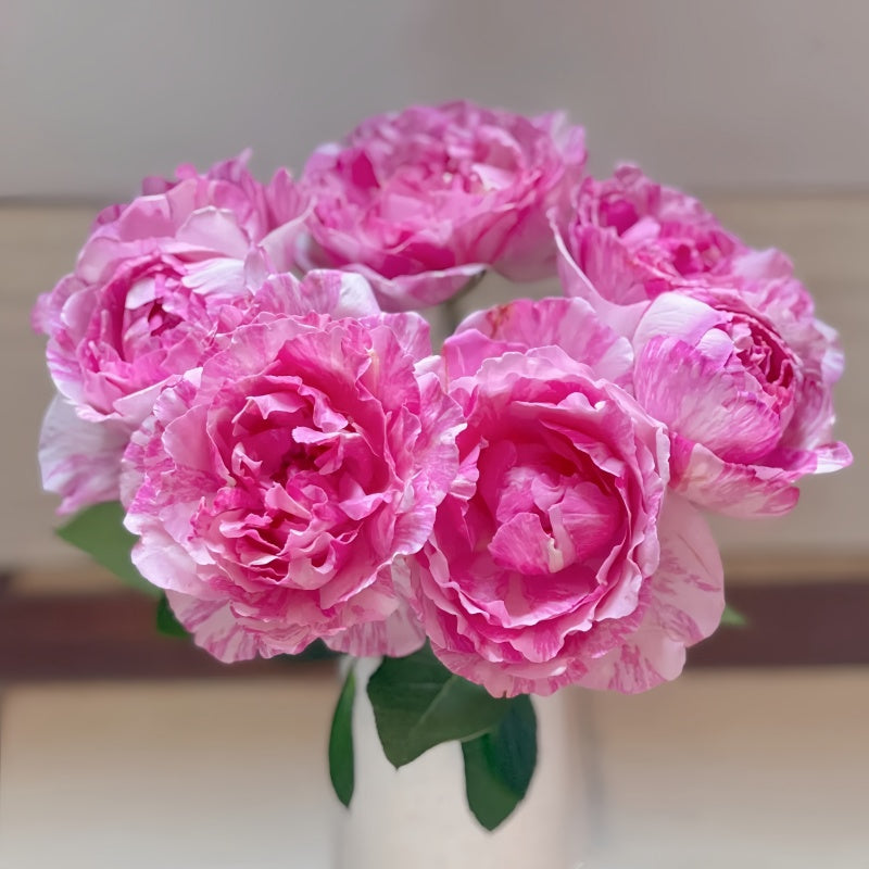 Yves Splash Rose