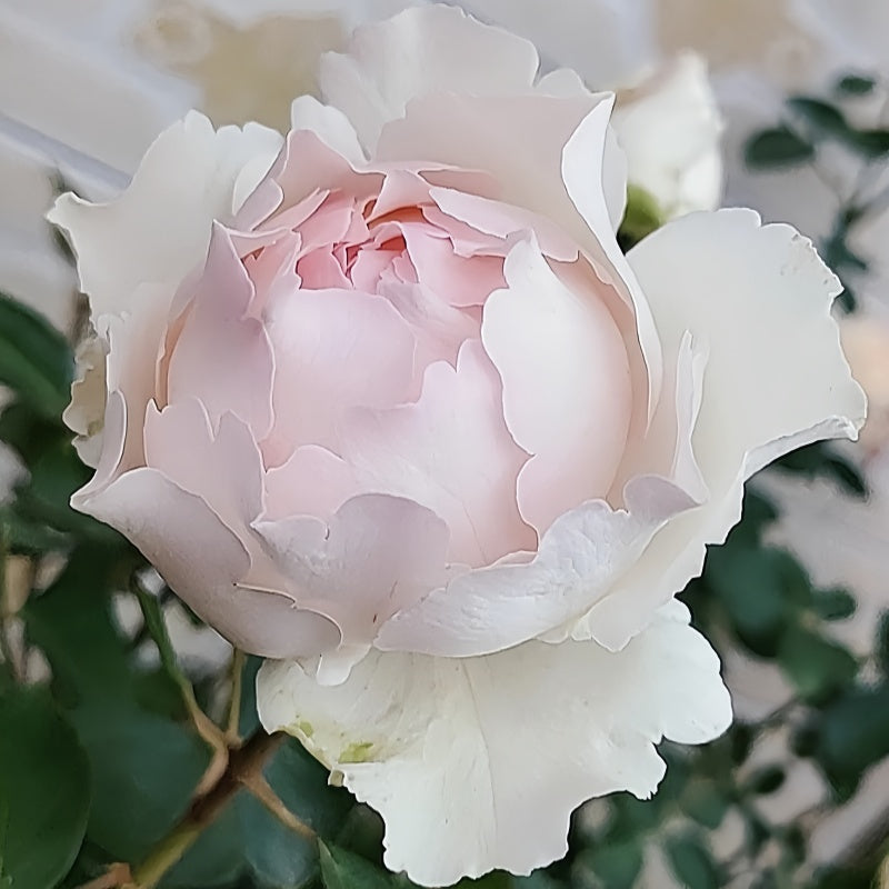 Yves Chanter Marie Rose – Elegant Garden Rose – Fast-growing-Plant