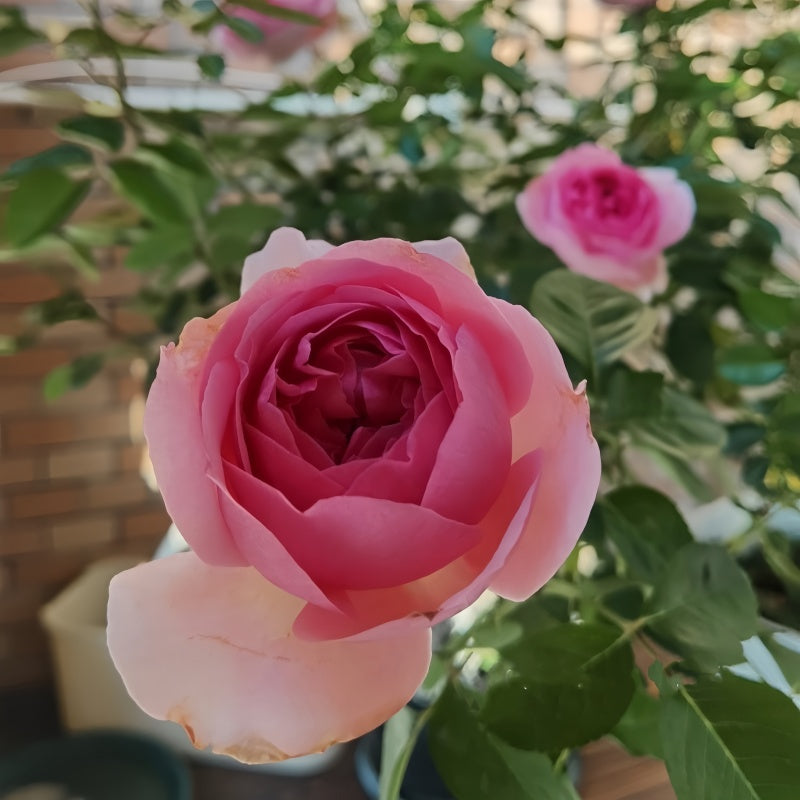 Yves Miola Rose