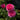 Yves Piaget Potted Fragrant Hybrid Tea Rose | Highly Aromatic Raspberry Cut Garden Rose