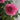 Yves Piaget Potted Fragrant Hybrid Tea Rose | Highly Aromatic Raspberry Cut Garden Rose