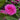 Zephirine Drouhin Rose
