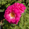 Zephirine Drouhin  Rose