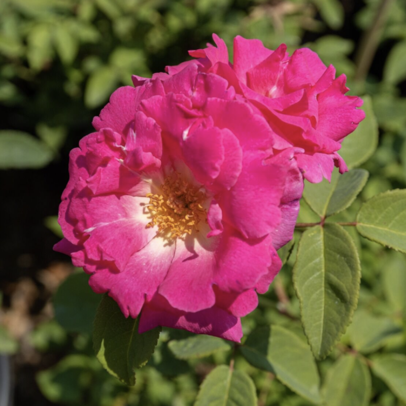 Zephirine Drouhin  Rose