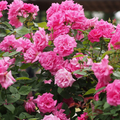 Zephirine Drouhin  Rose