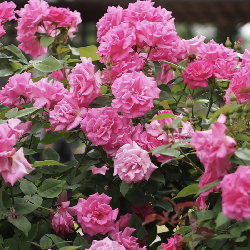 Zephirine Drouhin  Rose