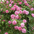 Zephirine Drouhin Rose