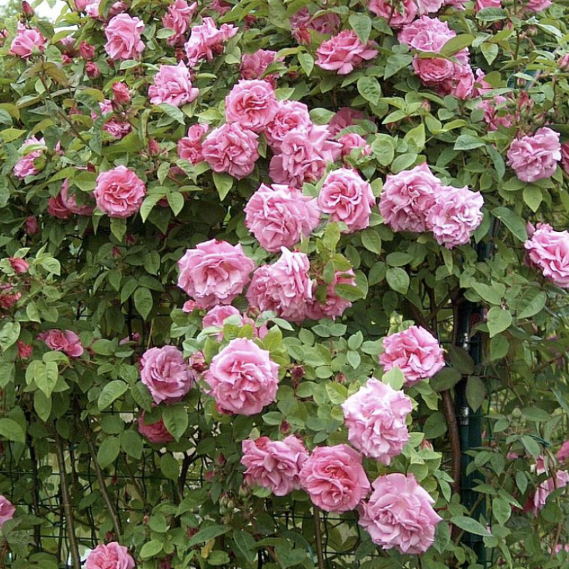 Zephirine Drouhin Rose